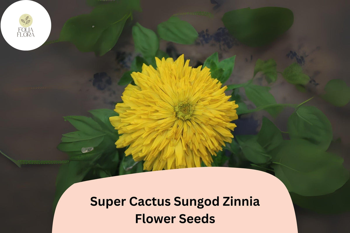 Super Cactus Zinnia Seeds - 100+ Heirloom Yellow Blooms, Non-GMO Zinnia elegans, Attracts Pollinators, Easy to Grow
