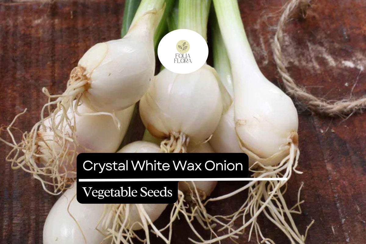 500+ Crystal White Wax Onion Seeds | Heirloom Pearl Onion | Allium cepa | Mild Flavor, Easy to Grow, Perfect for Pickling