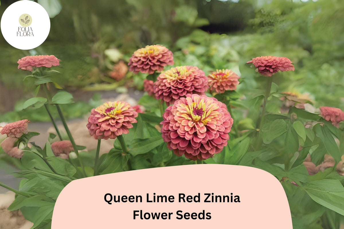 Queen Lime Red Zinnia Seeds - 100+ Non-GMO Zinnia elegans - Unique Red & Lime Blooms for Gardens & Bouquets