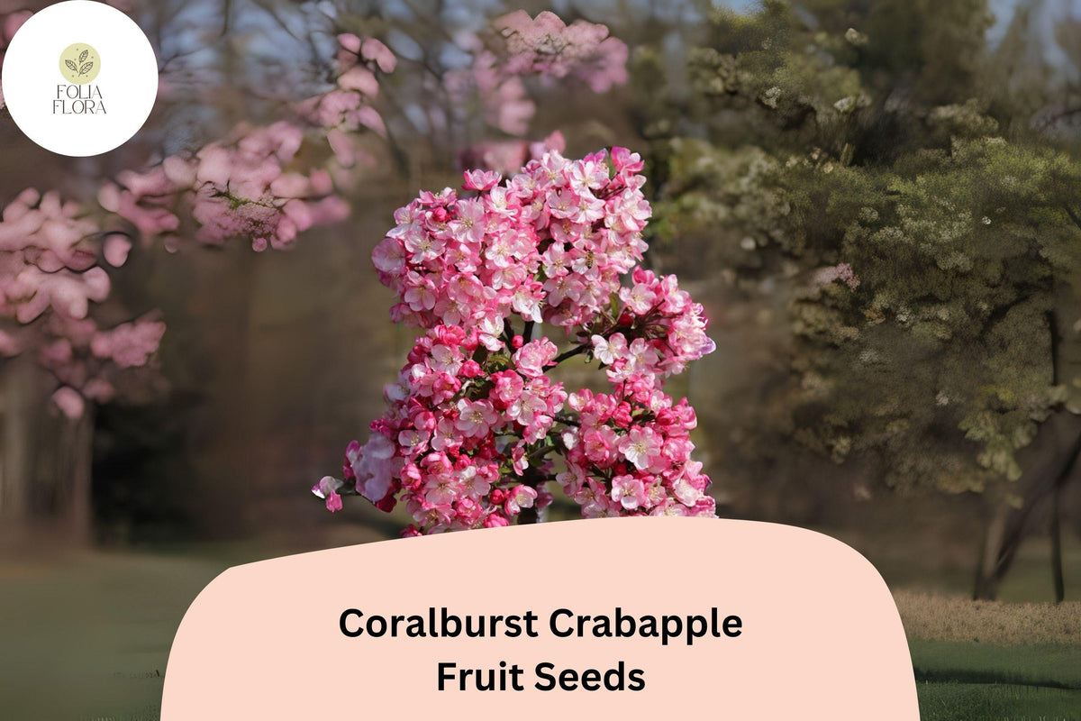 Coralburst Crabapple Seeds - 25+ Pink Blossom, Red Fruit Seeds - Malus 'Coralburst' for Gardens & Landscapes