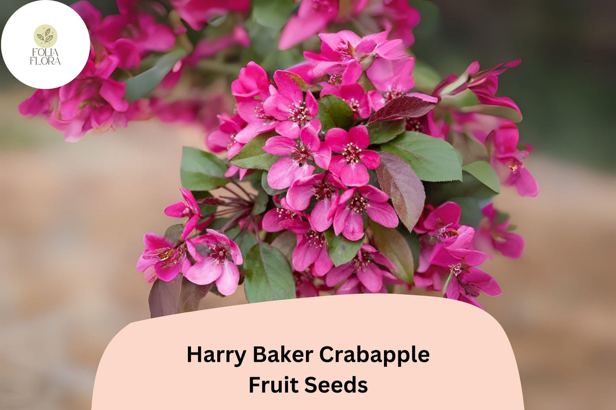 Harry Baker Crabapple Seeds - 25+ Ornamental Tree Seeds, Deep Red-Purple Blossoms, Malus ‘Harry Baker’