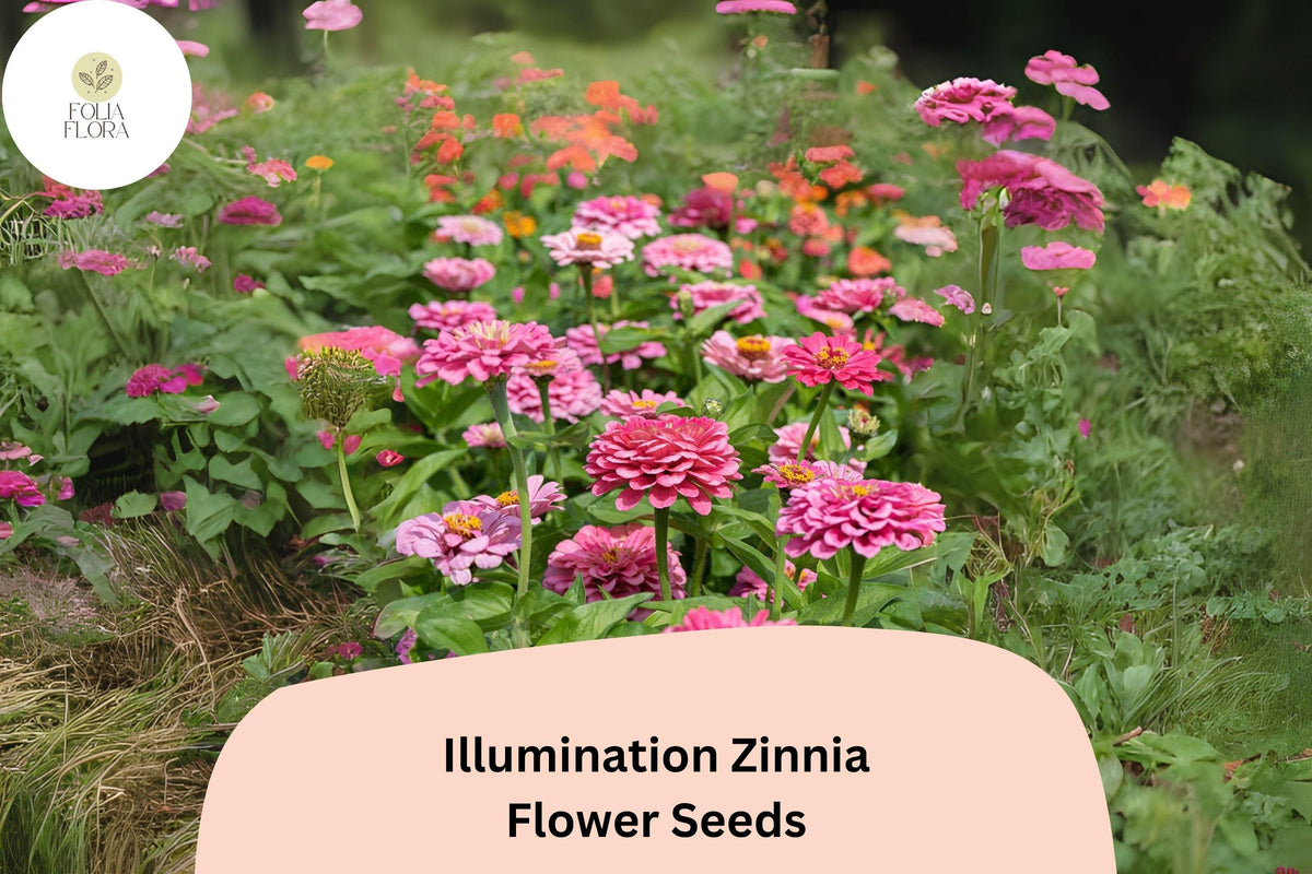 100+ Illumination Zinnia Seeds - Bright Golden-Orange Blooms - Zinnia elegans - Non-GMO, Easy to Grow, Pollinator-Friendly