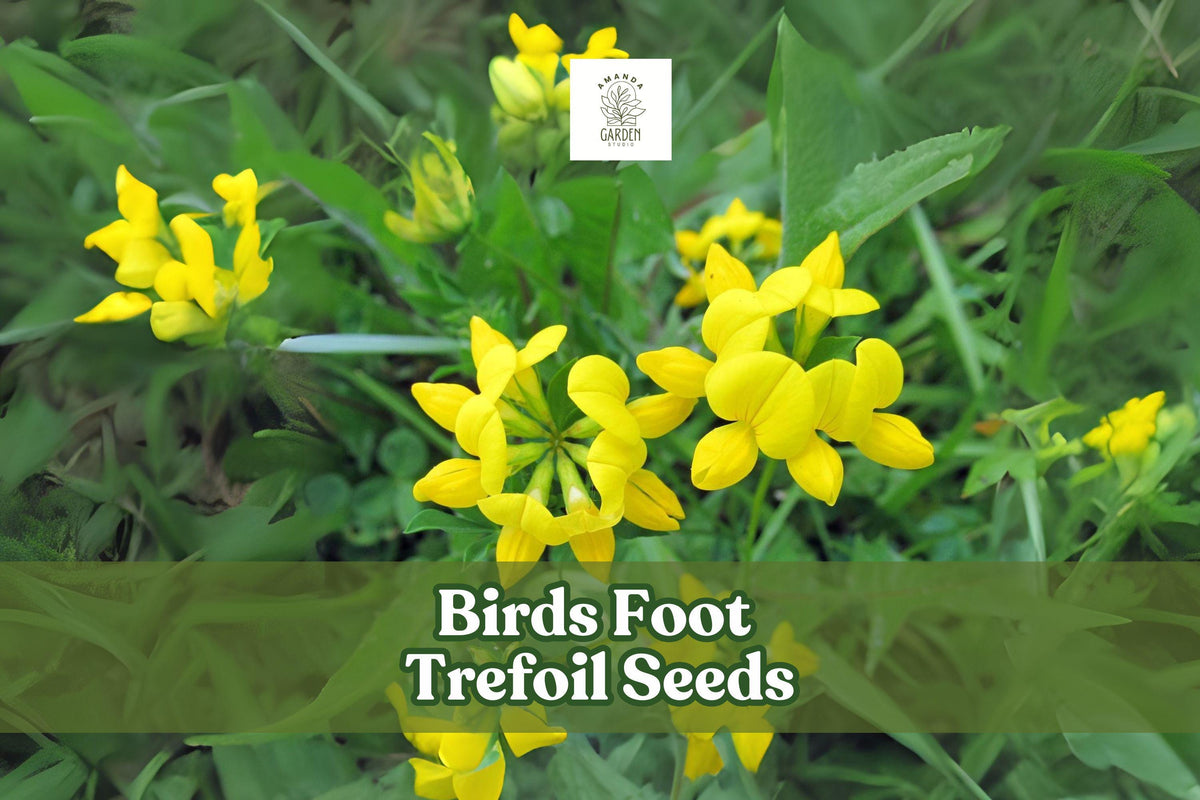 500 Birds Foot Trefoil Seeds - Yellow Wildflower Groundcover - Lotus corniculatus - Perennial Pollinator Plant