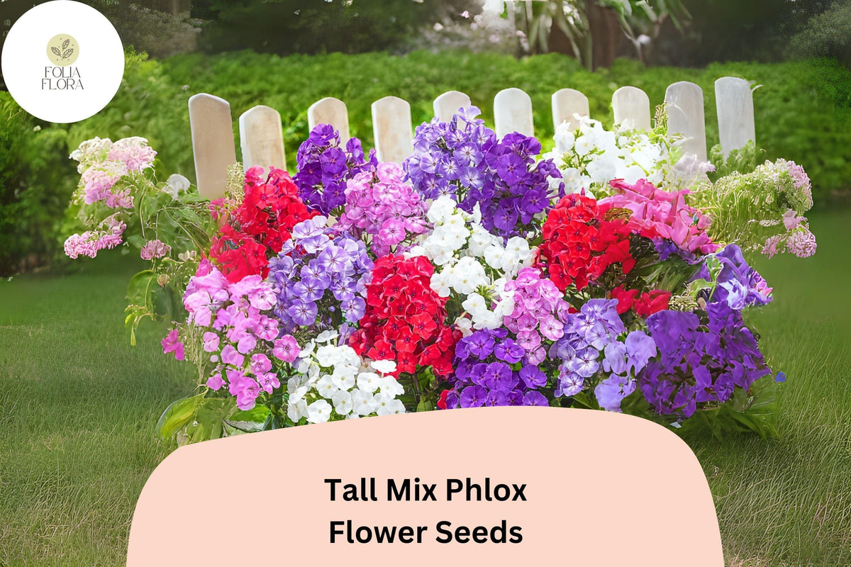 Tall Mix Phlox Seeds - 100+ Perennial Flower Seeds, Colorful Blend, Phlox paniculata - Attracts Butterflies, Non-GMO
