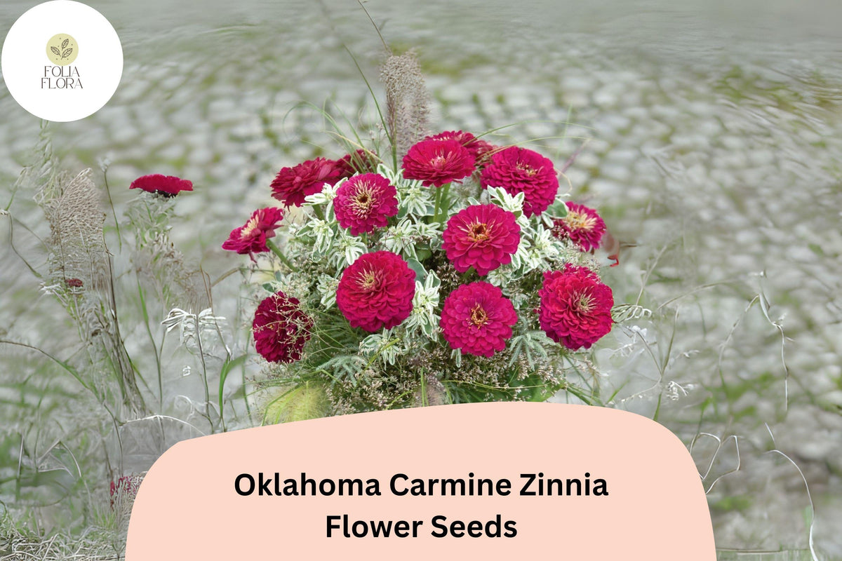 Oklahoma Carmine Zinnia Seeds - 100+ Non-GMO Rose-Red Blooms (Zinnia elegans) for Garden Beds, Borders & Cut Flowers