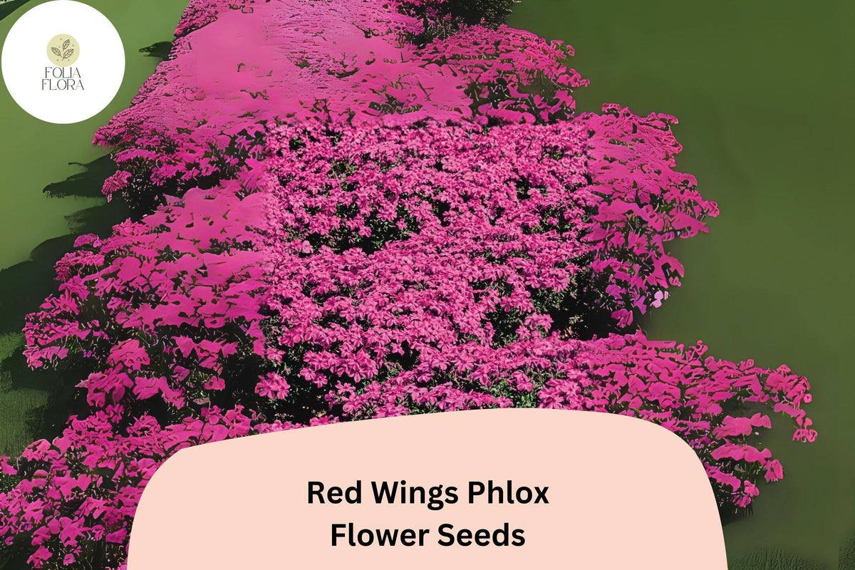100+ Red Wings Creeping Phlox Seeds - Groundcover Flowers, Vivid Red Blooms, Phlox subulata - Hardy Perennial for Sunny Gardens