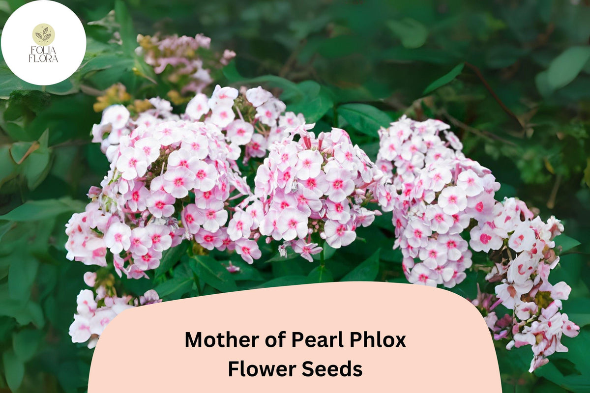 Mother of Pearl Phlox Seeds - 100+ Perennial Flower Seeds, White to Blush-Pink Blooms, Phlox paniculata, Pollinator-Friendly