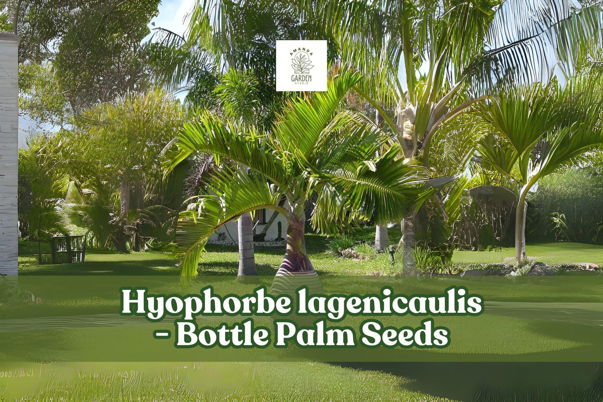 10 Bottle Palm Seeds | Hyophorbe lagenicaulis | Tropical Ornamental Palm | Exotic Trunk Shape | Indoor/Outdoor Planting