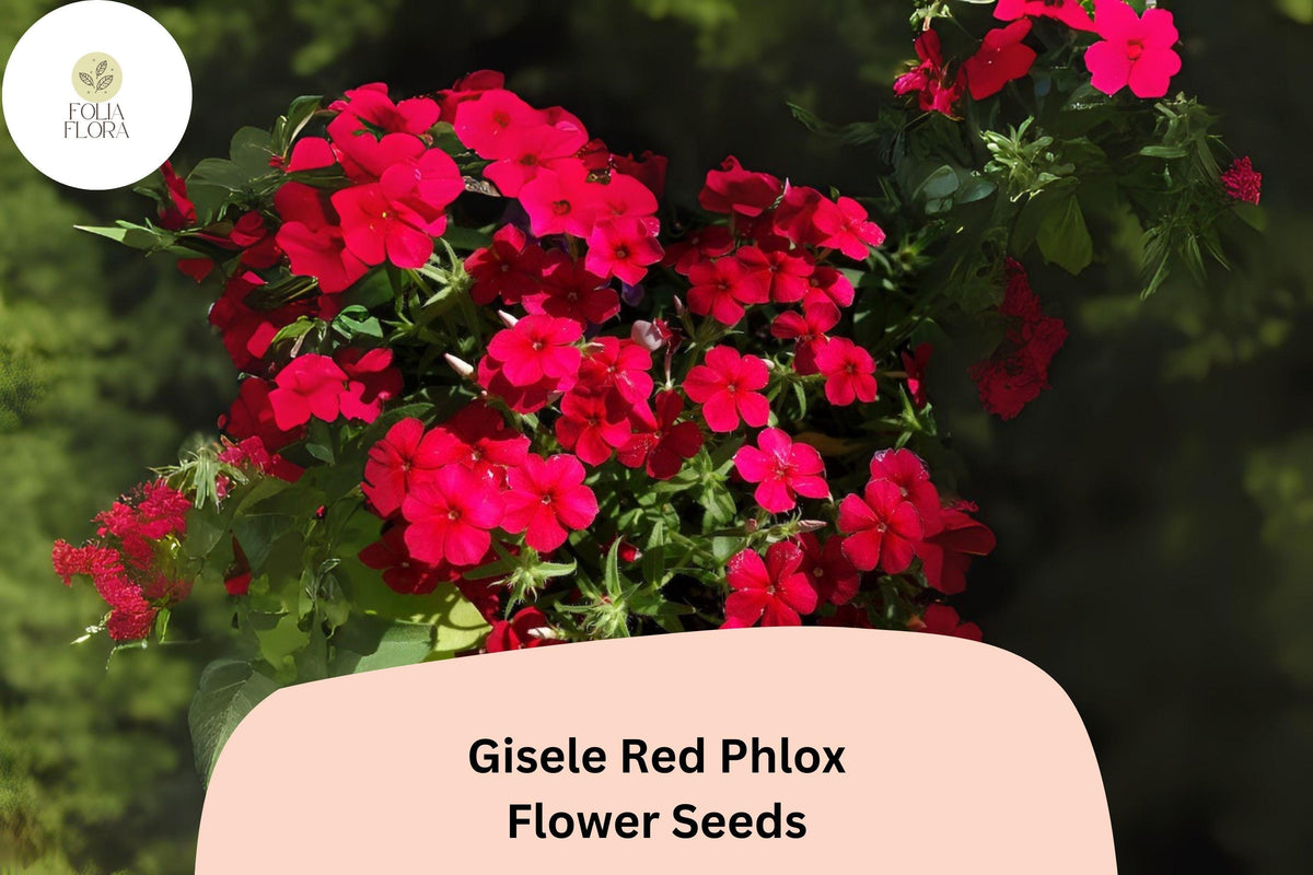 Gisele Red Phlox Seeds | 100+ Scarlet Blooms | Phlox drummondii | Vibrant Annual Garden Flower Seeds for Beds & Containers