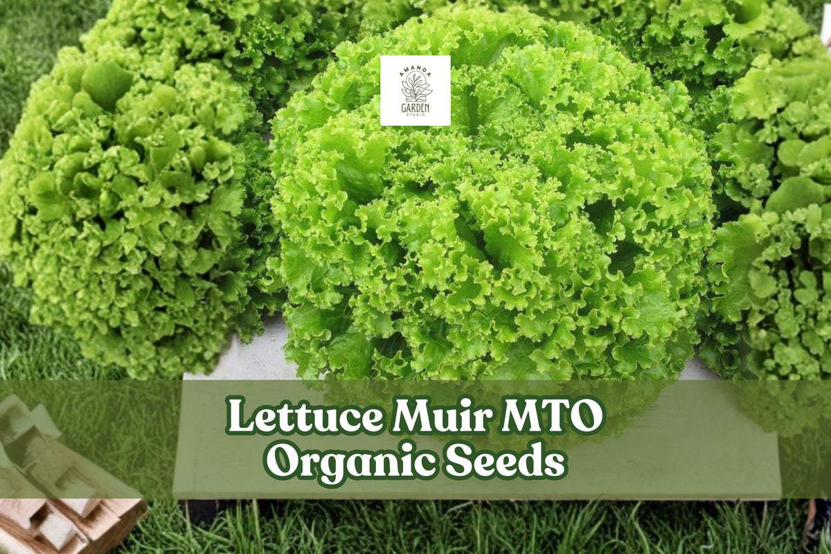 50 Muir Organic Lettuce Seeds - Heat Tolerant Crisp Leaf - Lactuca sativa - Ideal for Salad Gardens and Containers