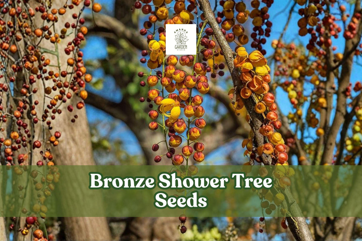 10 Bronze Shower Tree Seeds | Cassia moschata | Ornamental Flowering Tree | Tropical Blooms | Non-GMO, Planting Seeds