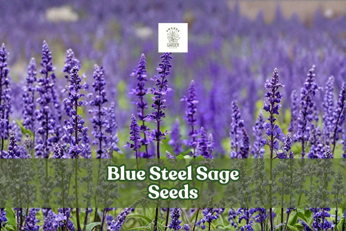50 Blue Steel Sage Seeds | Salvia farinacea | Drought-Tolerant Perennial Flower | Pollinator-Friendly Garden Seeds