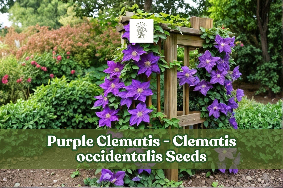10 Purple Clematis Seeds | Clematis occidentalis | Violet Climbing Vine | Flowering Perennial | Pollinator-Friendly Garden Plant