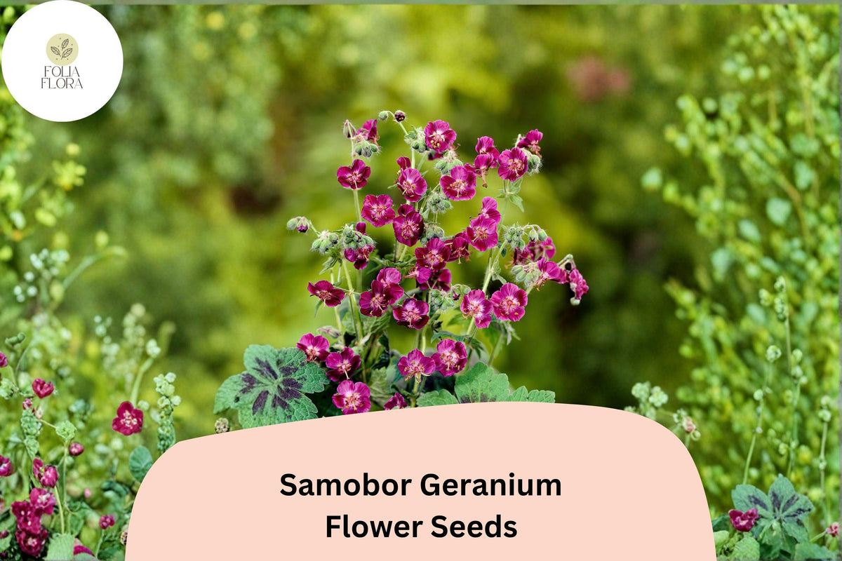 25+ Samobor Geranium Seeds | Purple Cranesbill | Geranium phaeum ‘Samobor’ | Perennial for Shade Gardens