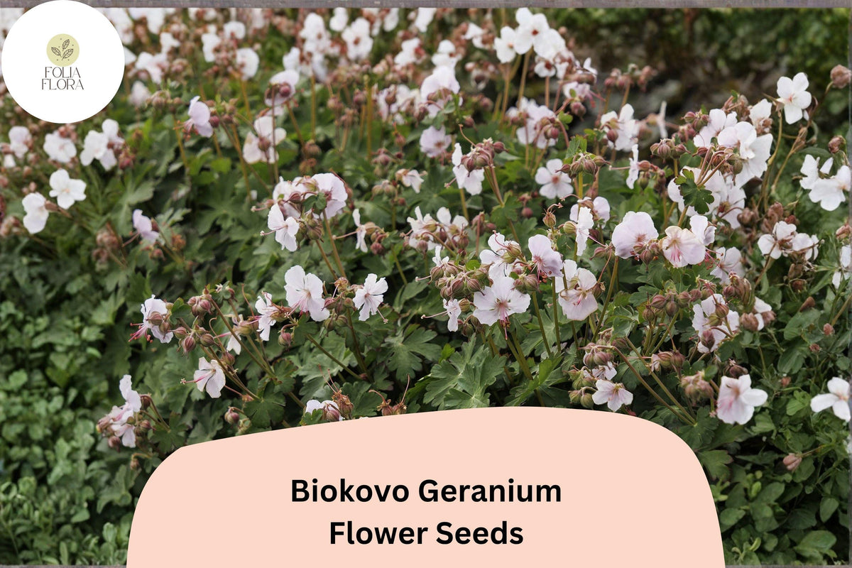 Biokovo White Geranium Seeds 25+ Hardy Perennial Pelargonium × hortorum Easy Grow for Garden Beds & Containers