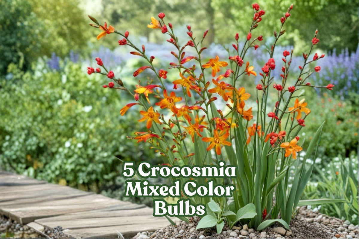5 Crocosmia Bulbs | Mixed Bright Colors | Pollinator-Friendly | Crocosmia spp. | Easy-Grow Summer Flowers