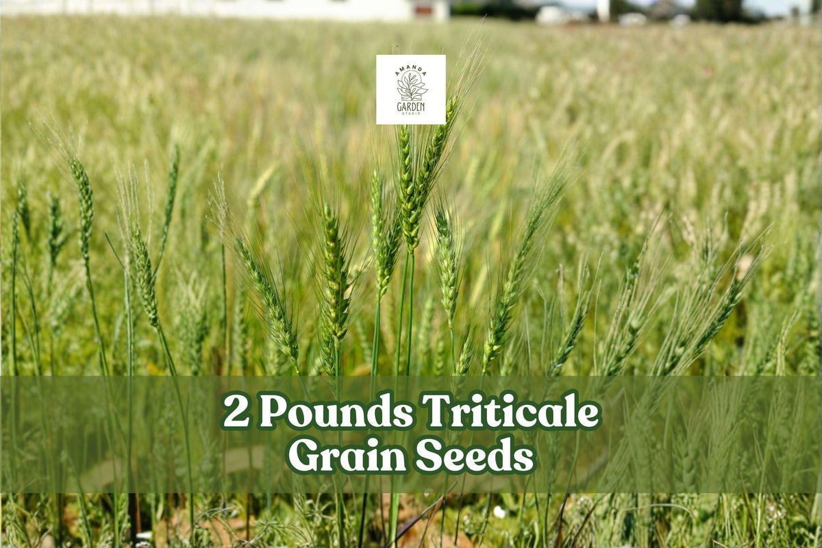 Triticale Grain Seeds 2 Pounds for Garden Planting Cover Crop × Triticosecale - Vigorous Growth, Adaptable Cereal Hybrid