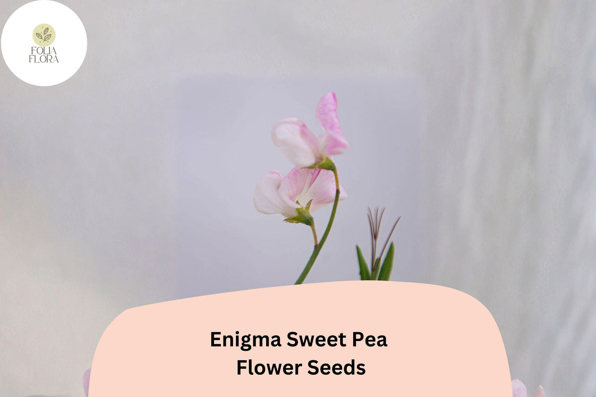 Enigma Sweet Pea Seeds | 50+ Untreated Seeds | Pink Flowers | Lathyrus odoratus | Climbing Vine for Garden Planting