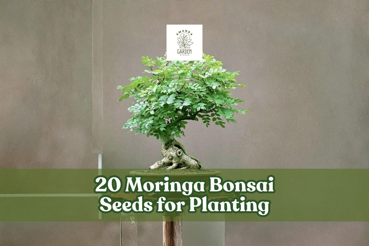 20 Moringa Bonsai Seeds for Planting - Moringa oleifera - Ornamental Tree for Bonsai or Garden Use