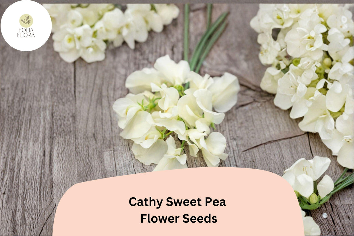 Cathy Sweet Pea Seeds - 50+ Yellow Cream Climbing Flowers for Trellis & Garden - Lathyrus odoratus ‘Cathy’