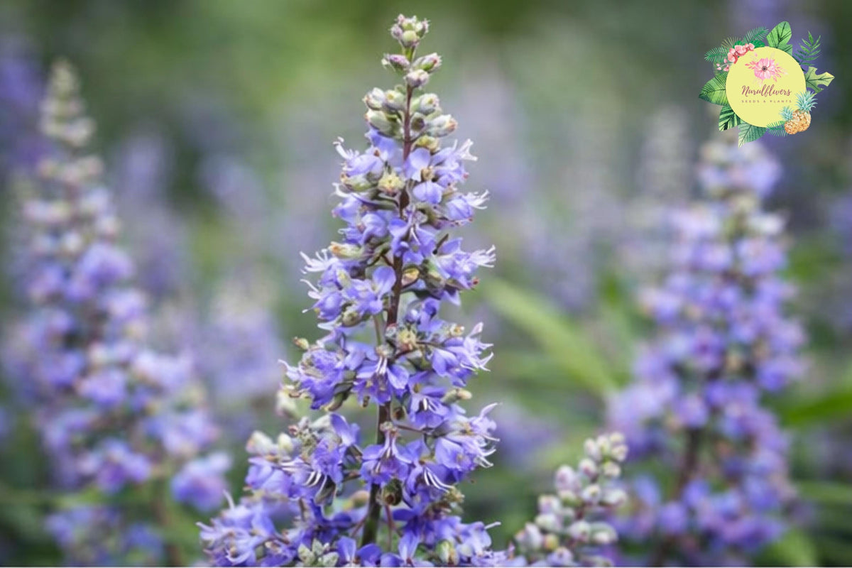 Chasteberry Tree Bare-Root Pack | Vitex Agnus-Castus Lilac Chastetree | Drought-Tolerant, Pollinator-Attracting, Fast-Growing Landscape Tree
