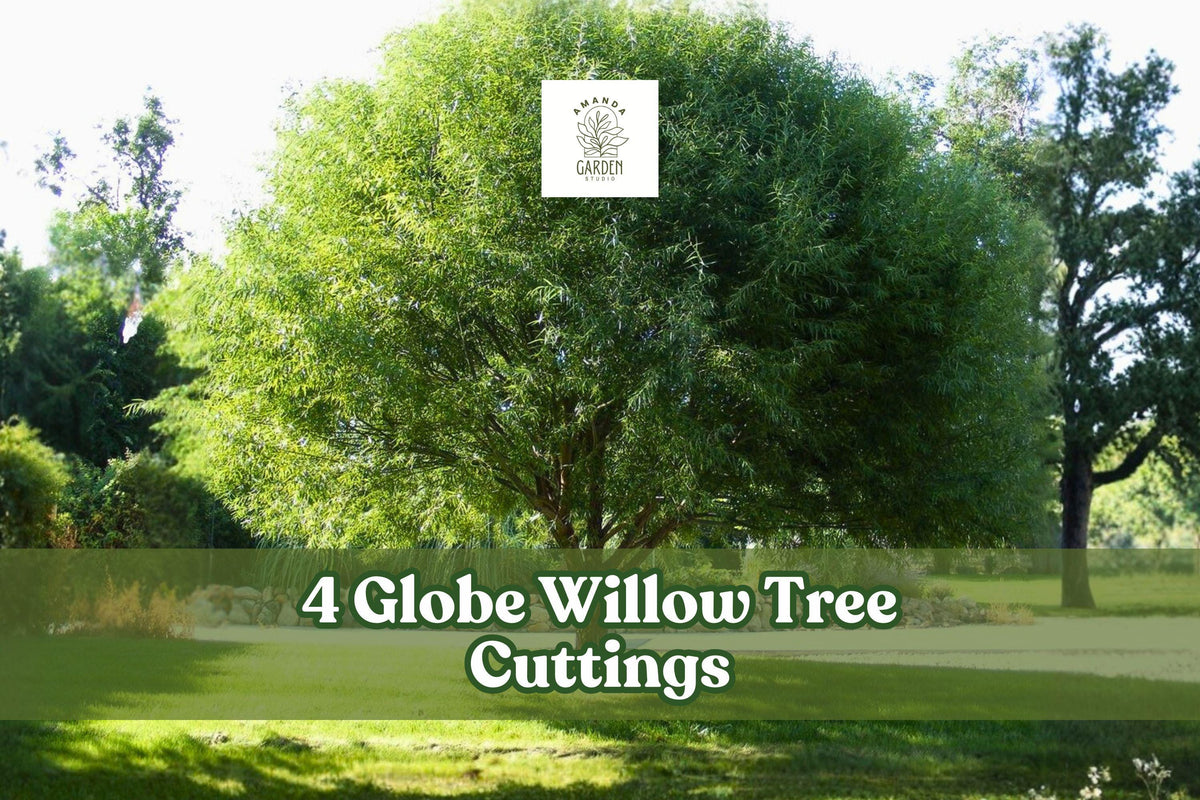 4 Globe Willow Tree Cuttings for Planting - Salix matsudana 'Globe' - Fast-Growing Ornamental Shade & Privacy Tree