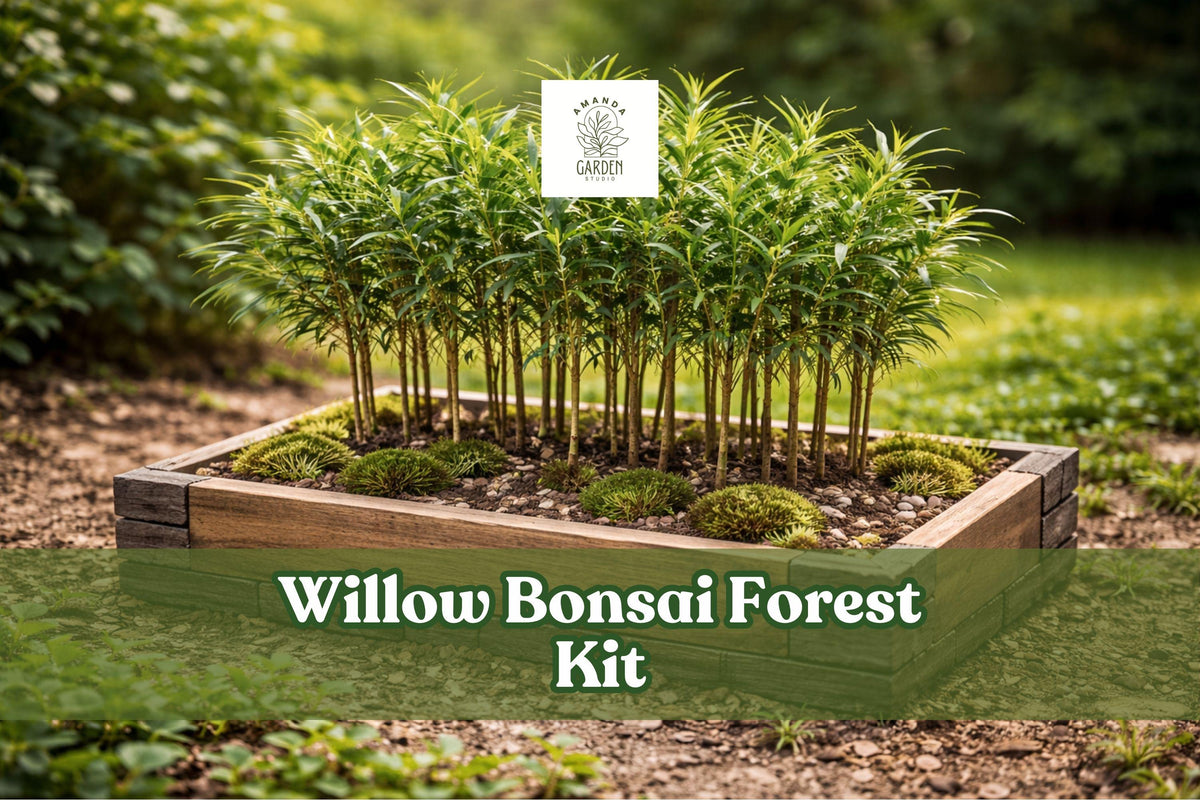 Willow Bonsai Forest Kit - 15 Cuttings, 8 Inch Pot, Salix Species, Miniature Outdoor Display, Perfect for Patio Gardening