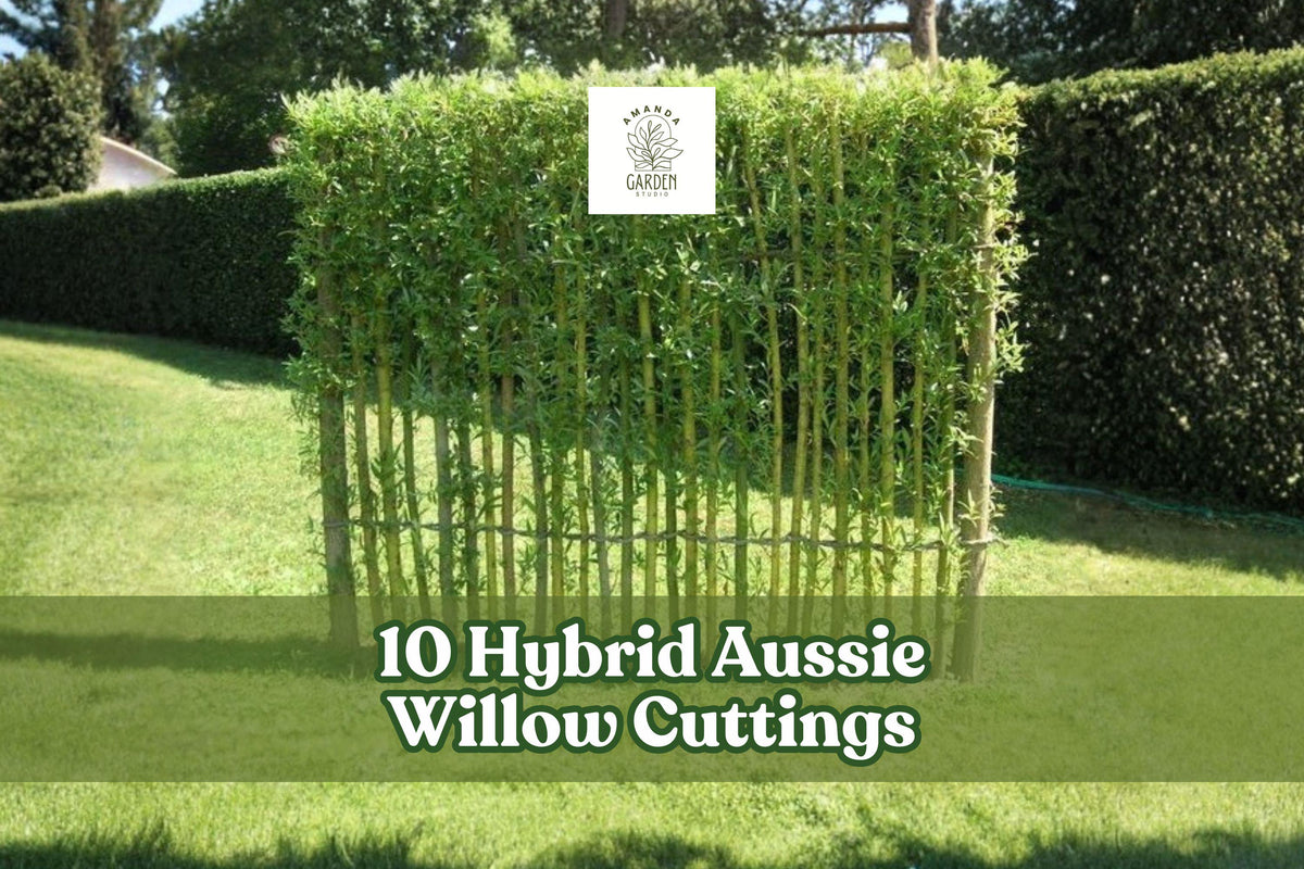 10 Hybrid Aussie Willow Cuttings – Fast Growing Privacy Trees for Screens & Windbreaks – Salix hybrid, 9-inch Live Cuttings