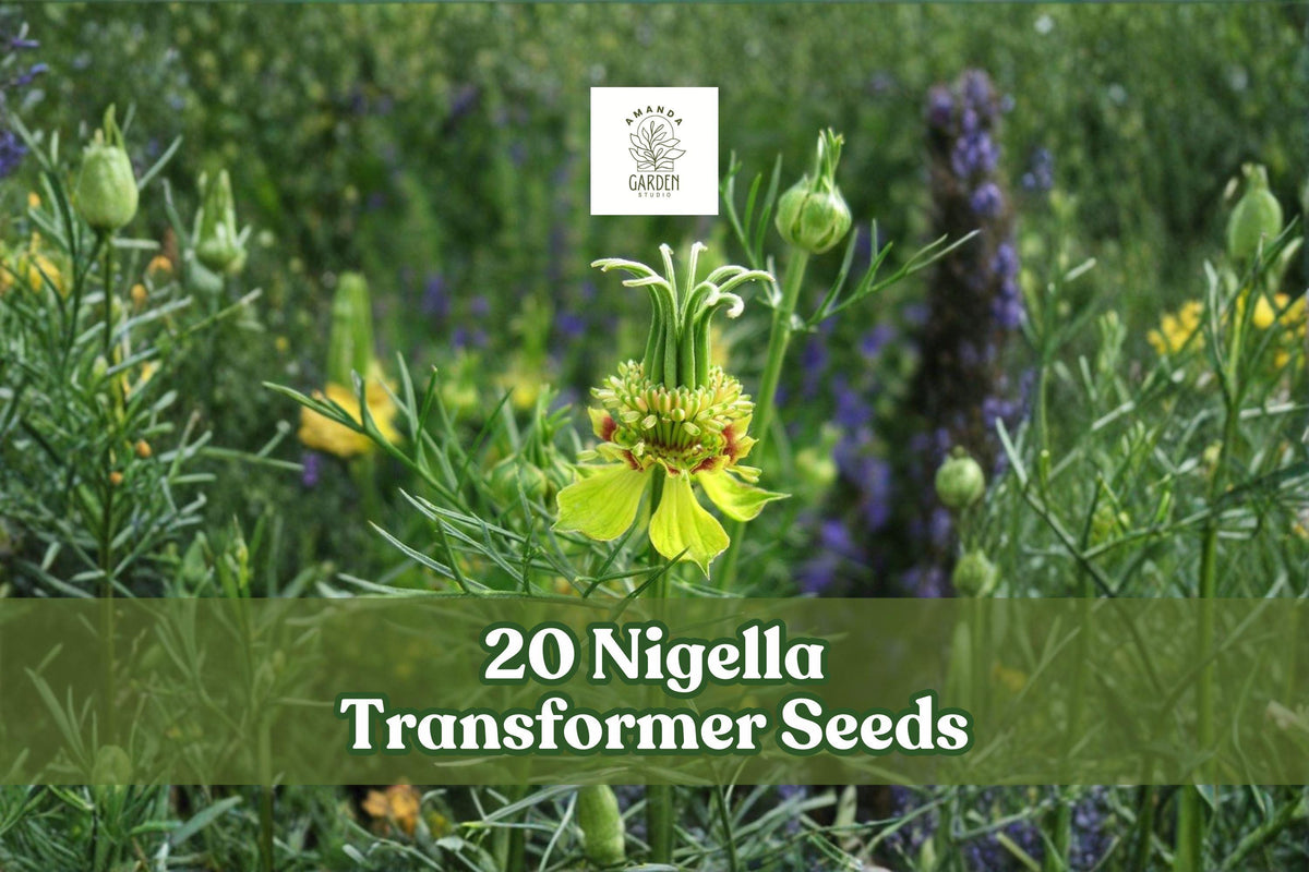 20 Nigella Transformer Seeds - Unique Blue Annual Flower - Nigella damascena - Easy to Grow for Garden Beds & Dried Arrangements