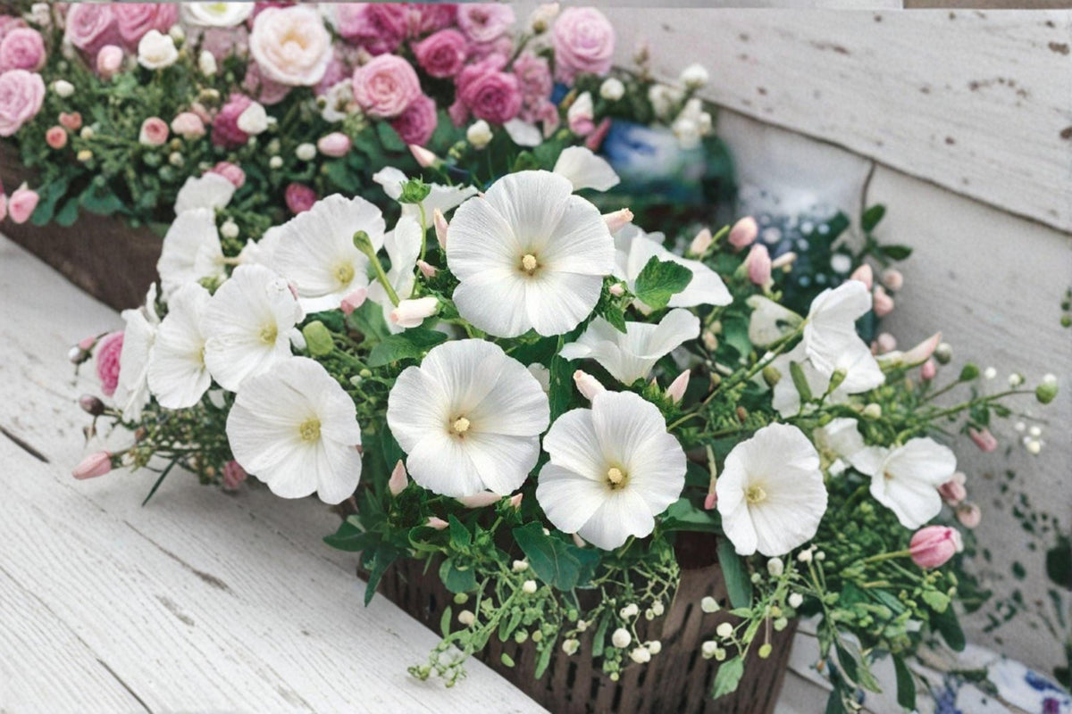Dwarf White Rose Mallow Seeds - 40 Seeds Lavatera trimestris - Annual Flowering Plant for Garden Borders and Seasonal Blooms