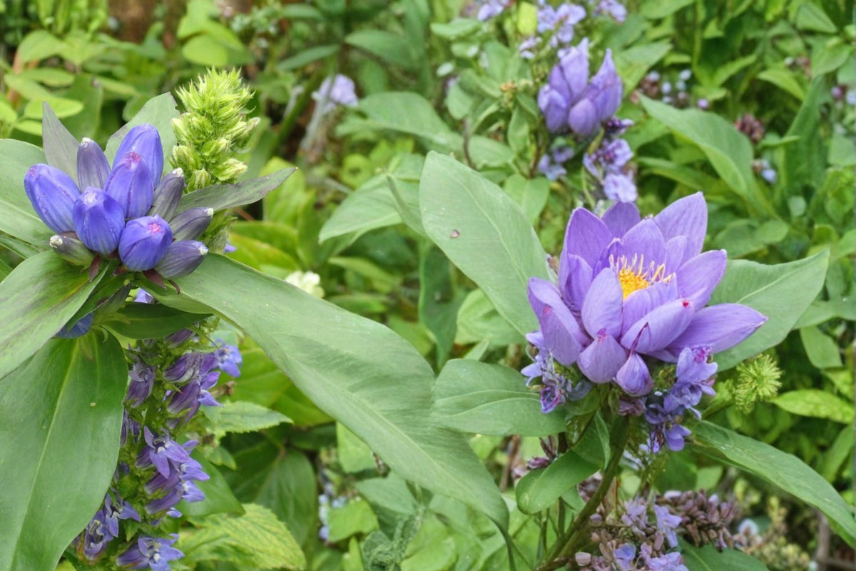 Great Blue Lobelia Seeds, 100 Count, Bright Blue Flowering Perennial, Lobelia siphilitica, Native Wildflower for Wetlands