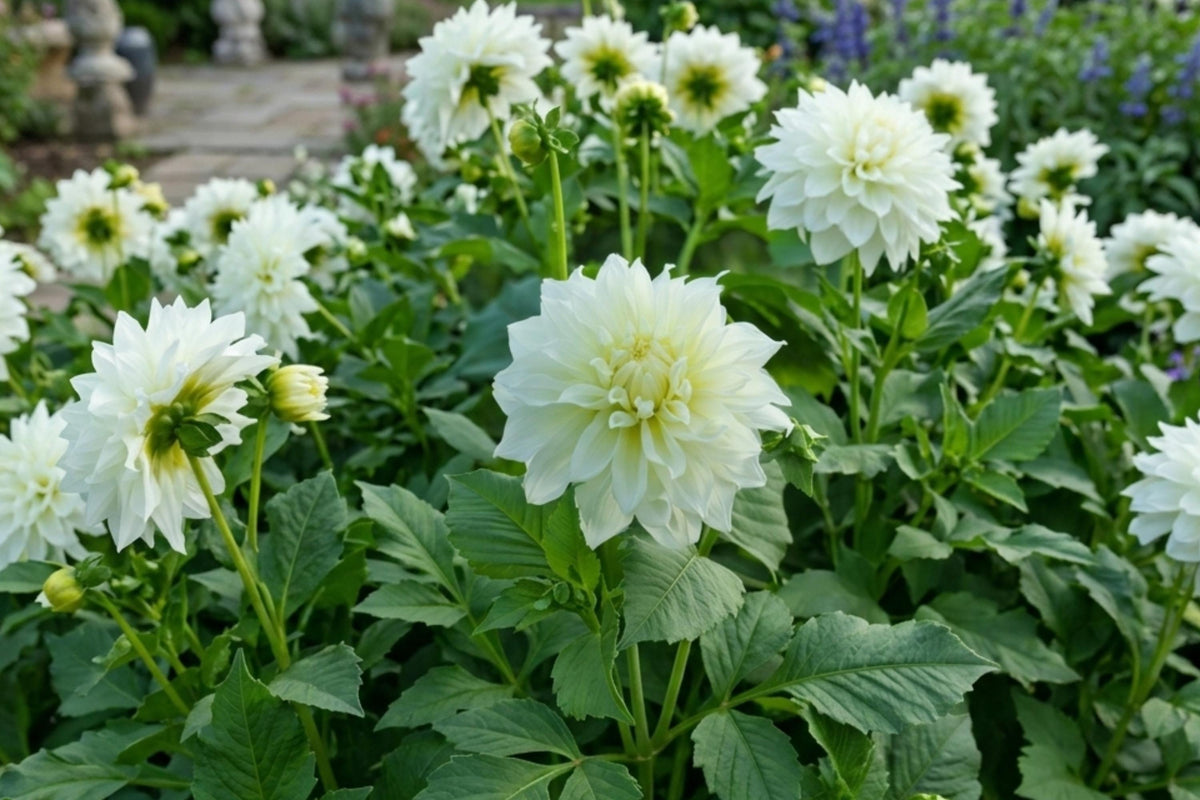GO GO WHITE Dahlia Flower Bulb - Decorative Border Plant Tuber Clump - Dahlia pinnata - Rare White Blooms for Gardens