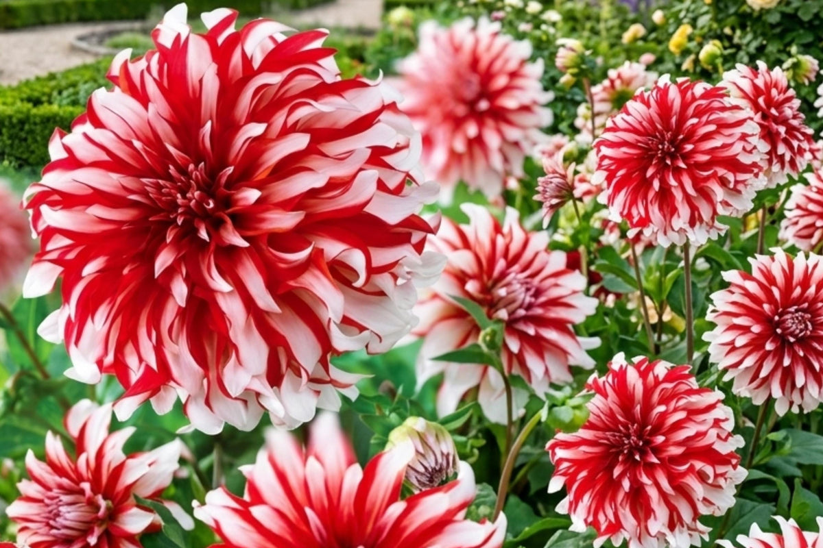 Giant Dinnerplate Dahlia Bulb Cluster – Santa Claus Variety Tubers, Dahlia pinnata, Rare Flowering Plants for Garden