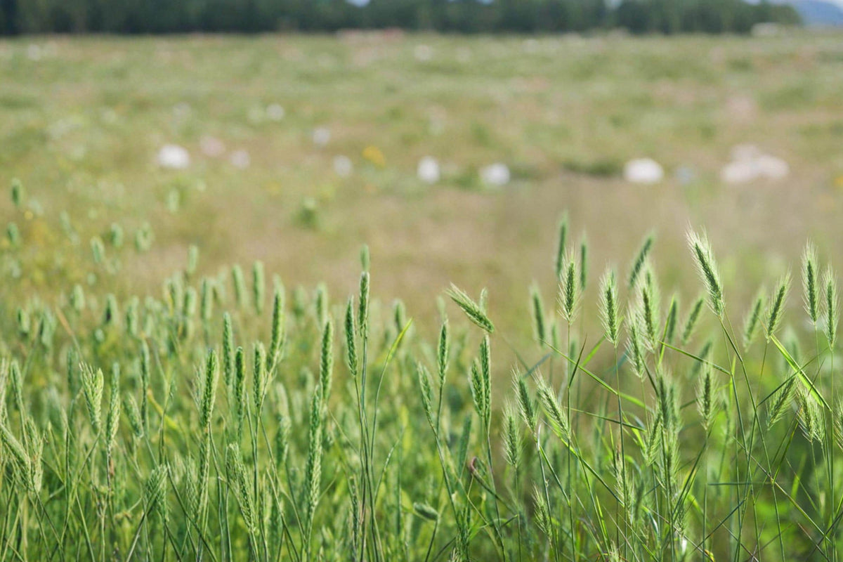 Virginia Wildrye Seeds - 100 Seeds - Native Cool-Season Grass - Elymus virginicus - Adaptable for Restoration & Habitat Planting