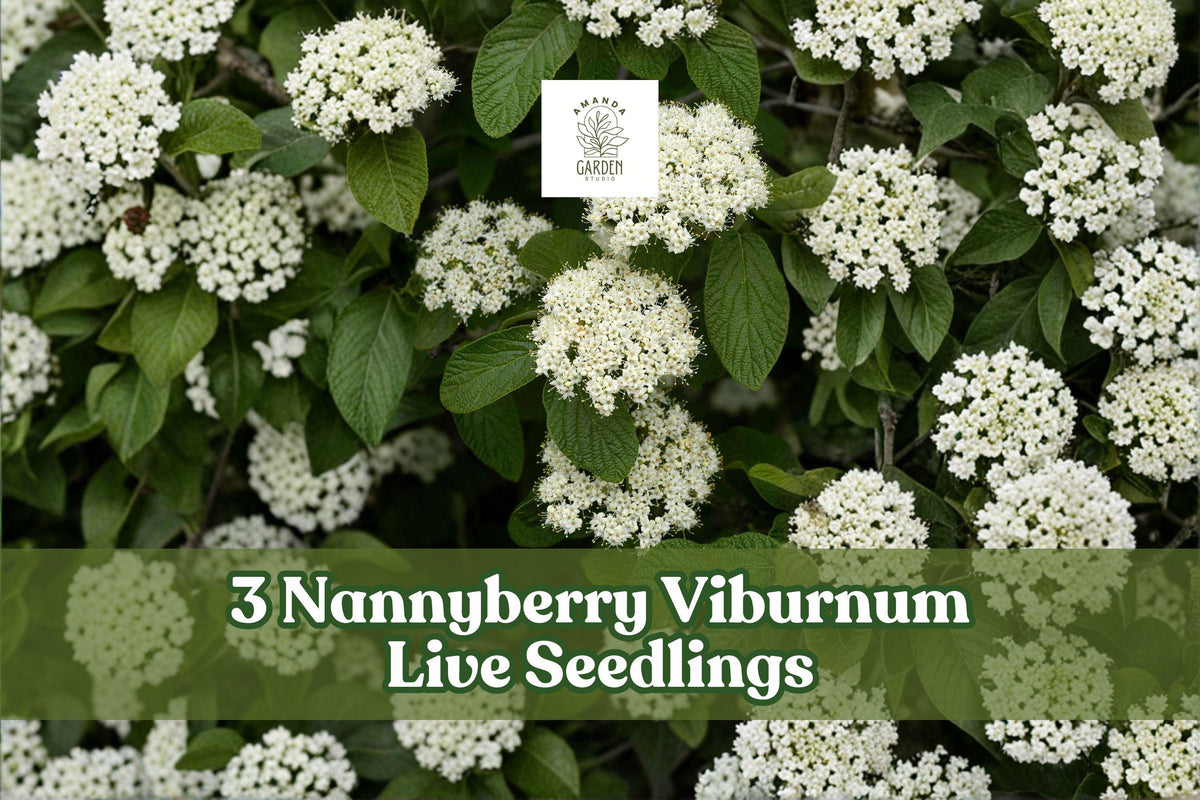 3 Nannyberry Viburnum Live Seedlings - Viburnum lentago - Hardy Shrub for Landscaping & Hedges - Green Foliage, White Flowers