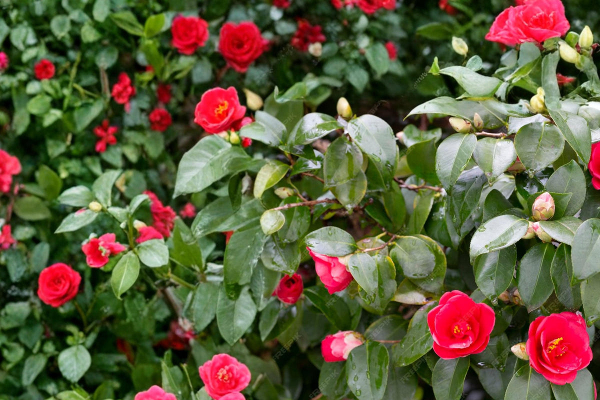 Japanese Camellia Seeds - 5 Pack - Camellia japonica - Evergreen Flowering Shrub for Shade Gardens, Acidic Soil Plant