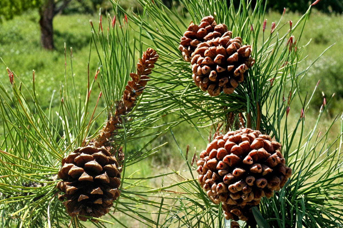 Ponderosa Pine Seeds 30 Pack - Pinus ponderosa - Evergreen Tree Seeds for Landscape Planting and Reforestation