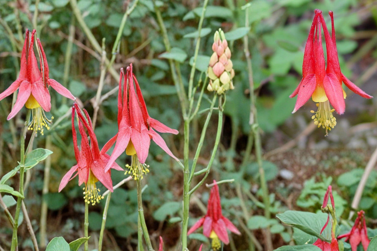 Red Columbine Seeds - 100 Count - Aquilegia canadensis - Native Perennial with Red and Yellow Flowers - Woodland Plant