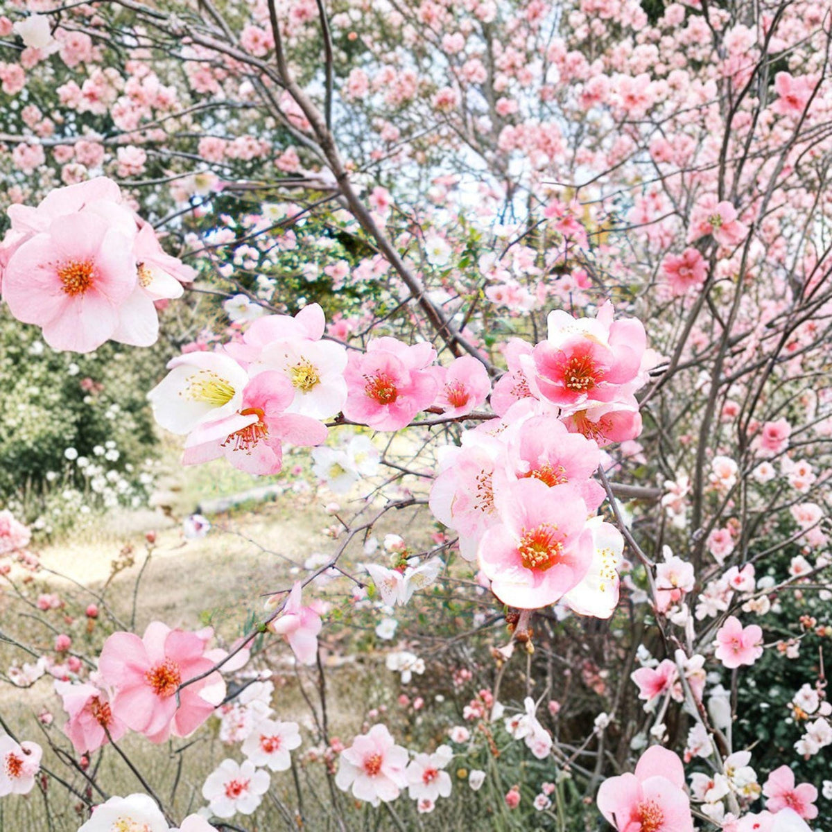 Toyo Nishiki Quince Live Plant 6+ Inches | Multicolor Blooms | Chaenomeles speciosa | Japanese Flowering Ornamental Shrub