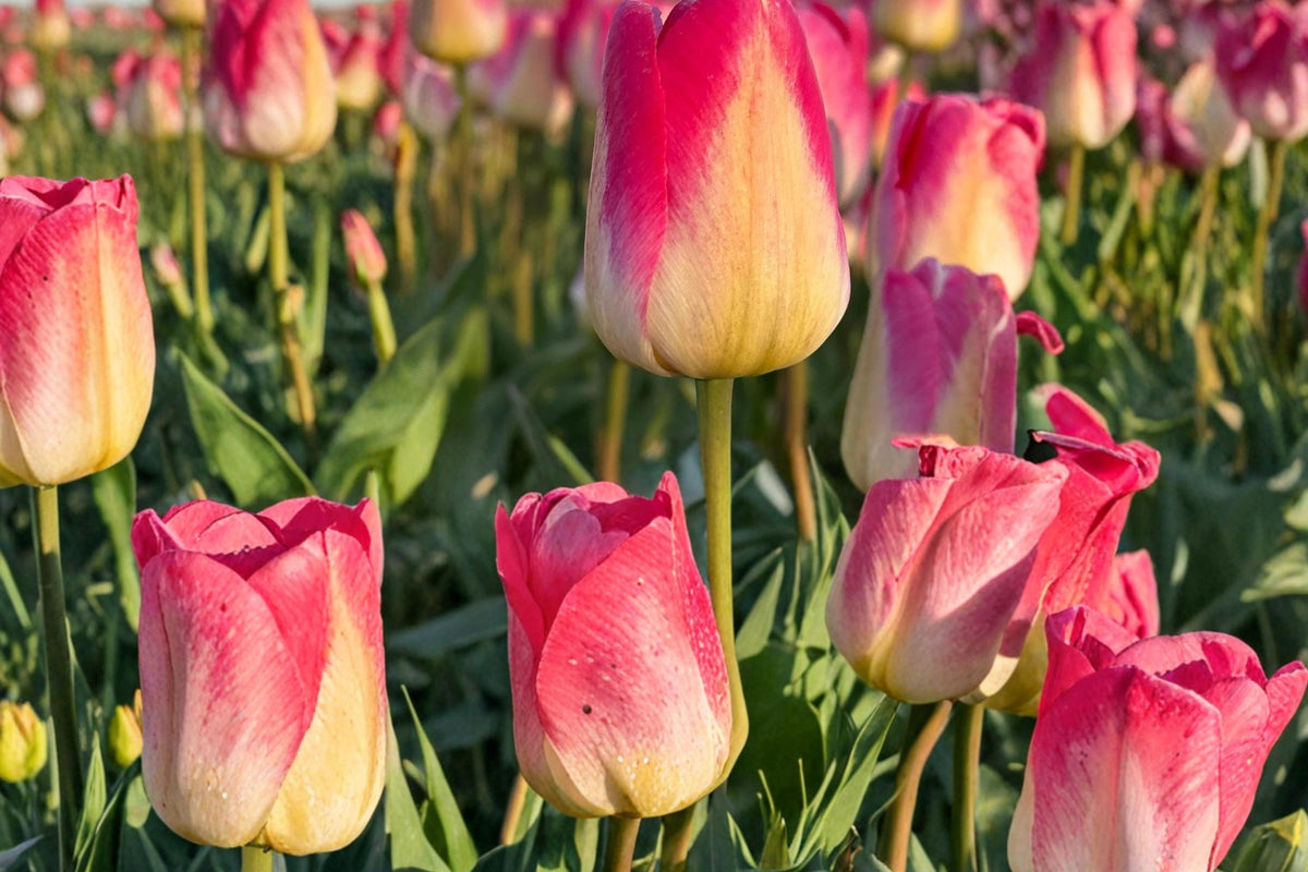 Tom Pouce Tulip Bulbs - 50 Count - Pink & Apricot Pastel Tulip - Tulipa Perennial Flower Bulbs for Garden & Container Planting
