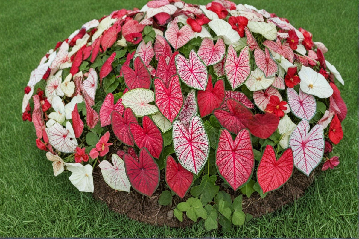 Fiesta Caladium Bulbs 6 Count - Colorful Ornamental Foliage - Caladium bicolor - Tropical Shade Plant for Garden & Containers