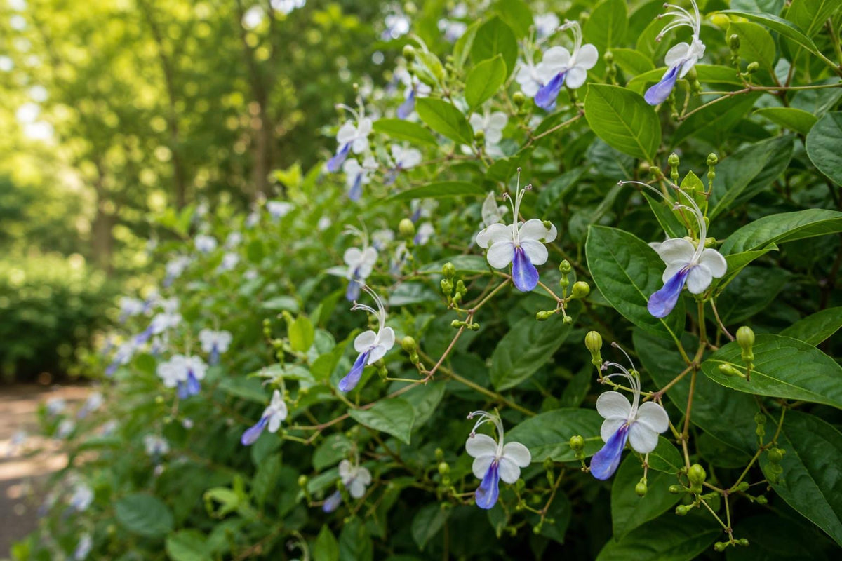 Blue Butterfly Bush Plant - Clerodendrum Ugandense - Vibrant Blue Flowers - Tropical Garden Favorite