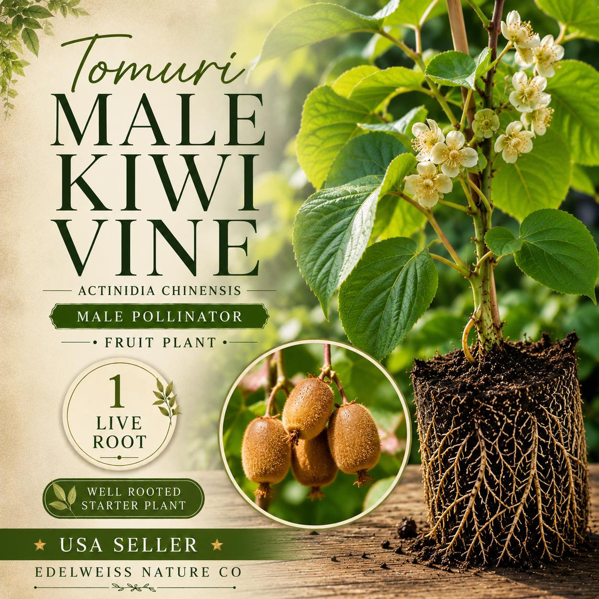 Tomuri Male Kiwi Vine Starter Plant - Heirloom Actinidia chinensis for Pollination - Non-GMO Kiwi Pollinator for Home Garden