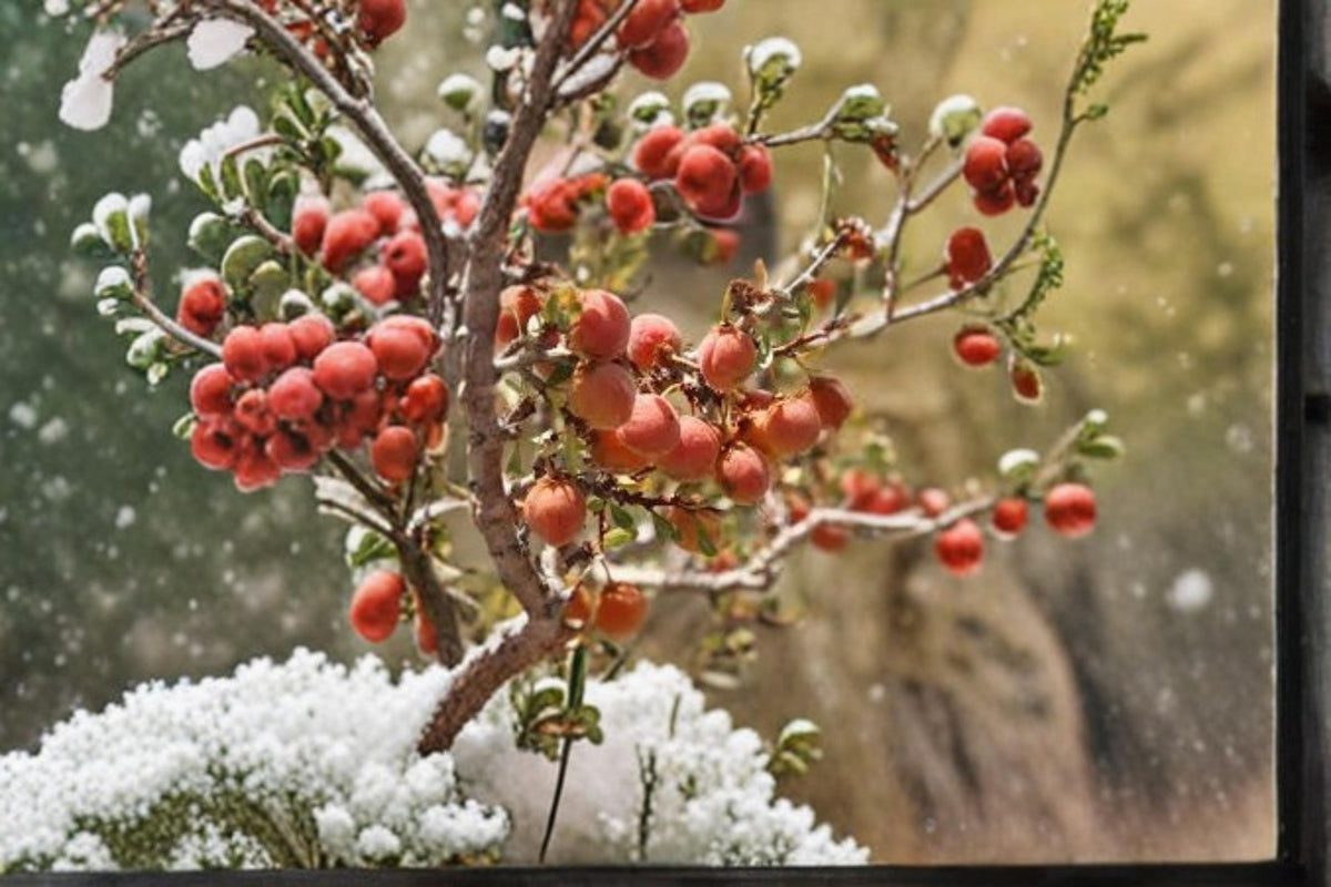 Desert Peach Seeds - 5 Pack Prunus andersonii - Native Shrub for Xeriscape & Drought-Tolerant Gardens