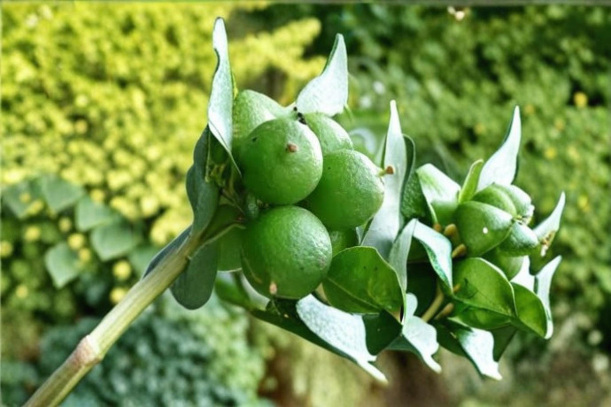 Key Lime Tree Seeds - 20 Count - Citrus aurantiifolia - Tropical Fruit Plant for Indoor/Outdoor Growing