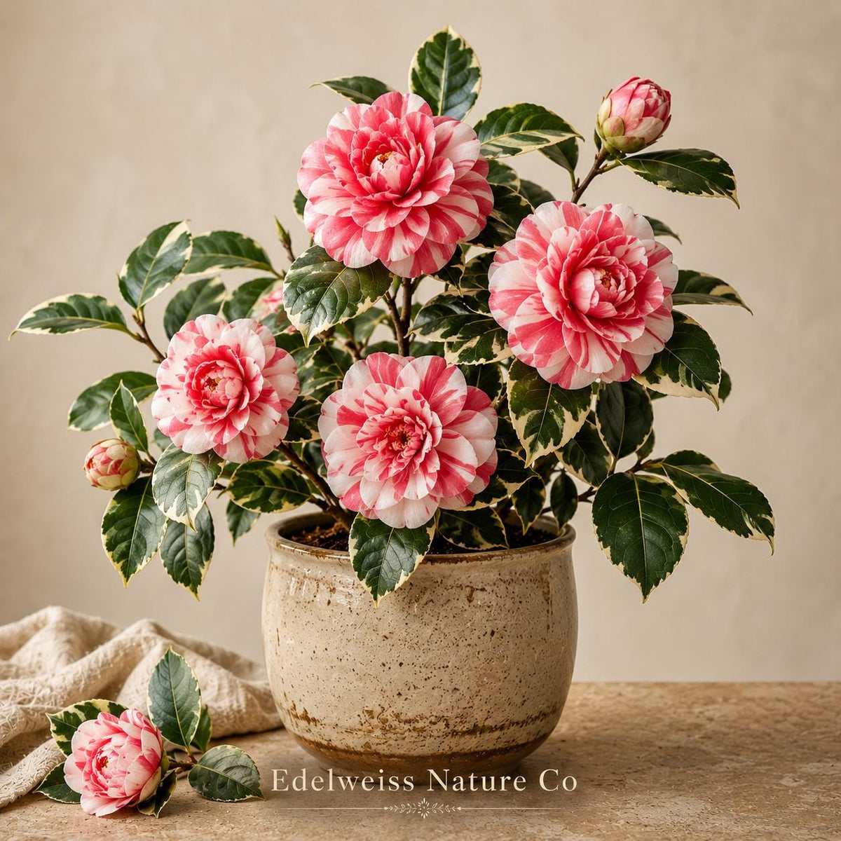 Frank Houser Variegated Camellia Starter Plant | Unique Ornamental Shrub | Camellia japonica | Evergreen Flowering Variety