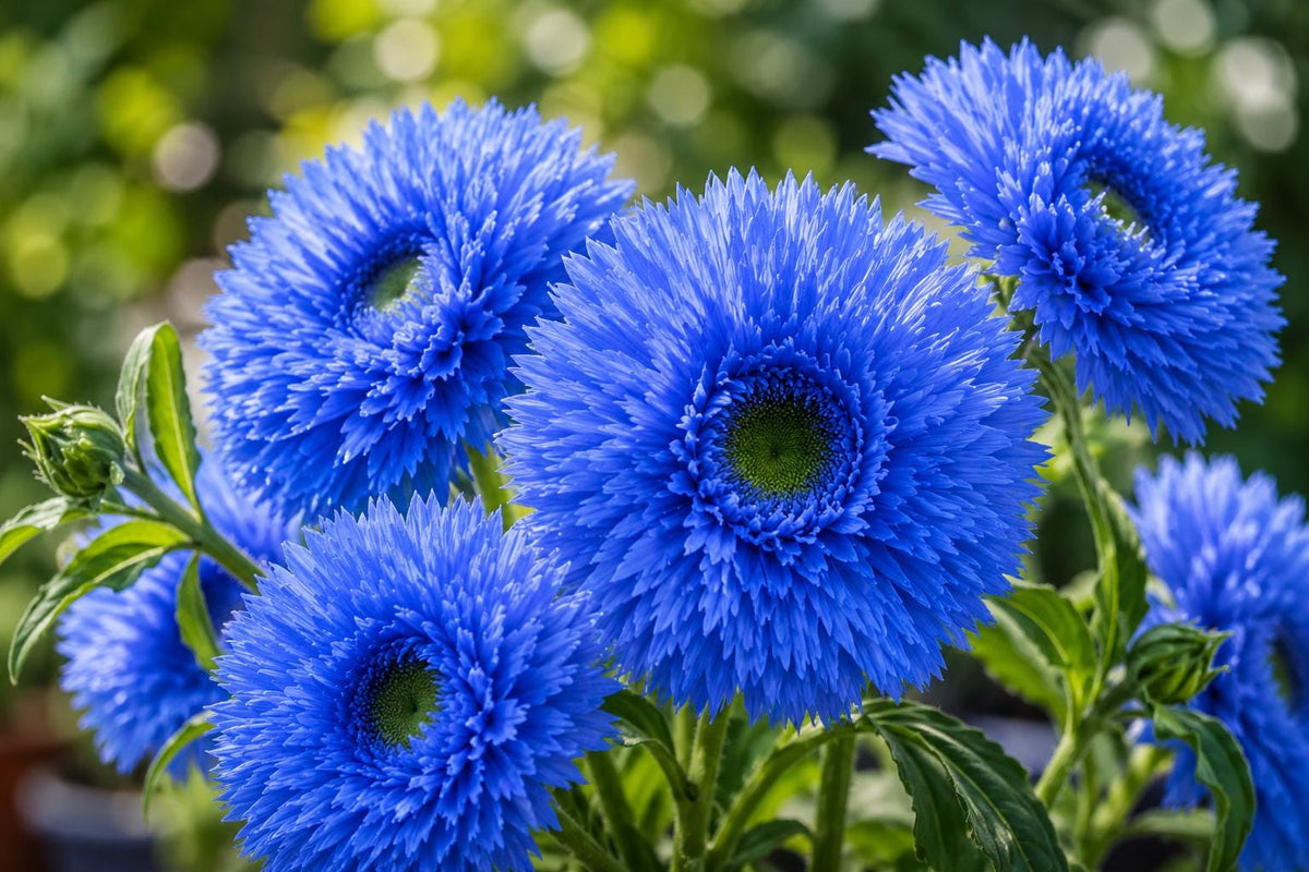 Blue Teddy Bear Sunflower Seeds - 50pcs Helianthus annuus Annual Flower Seeds for Garden & Containers