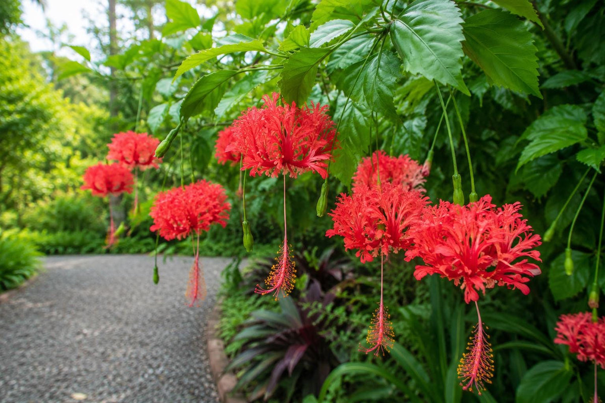 Rooted Hibiscus Plant - Chinese Lantern - Hibiscus schizopetalus - Rare Exotic Flower - Ships in Pot for Easy Gardening