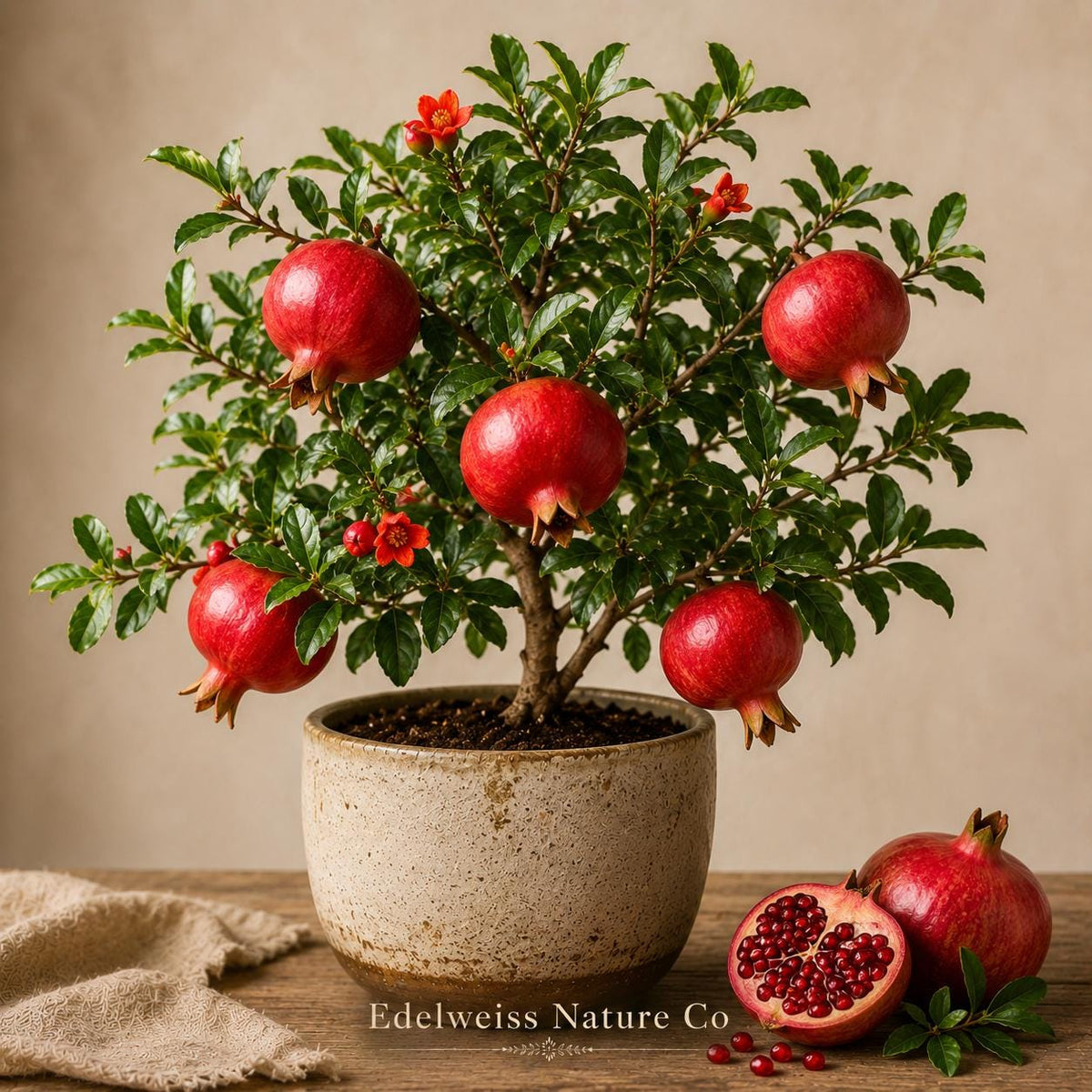 Parfianka Pomegranate Starter Plant | 3-6" Live Fruit Tree | Punica granatum | Edible Ornamental Shrub for Gardens
