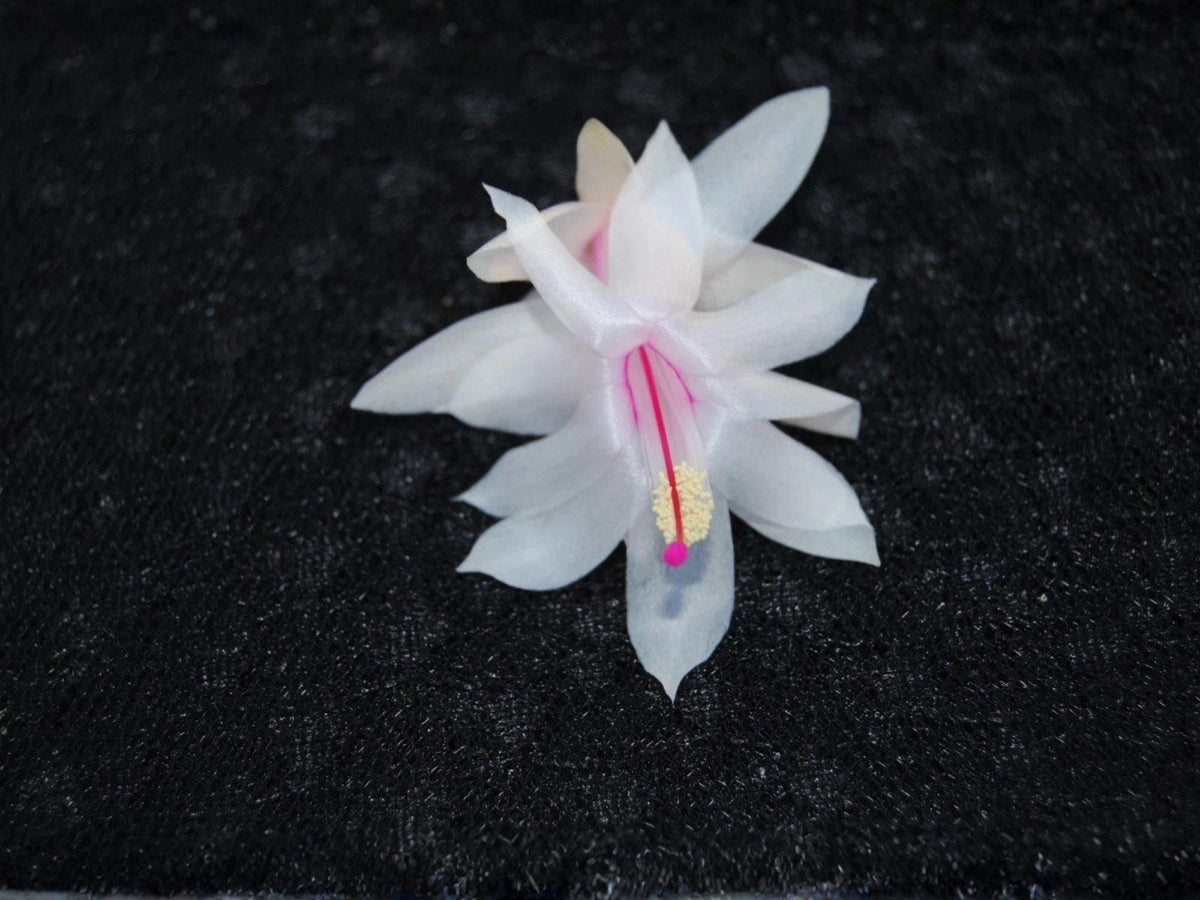 Snow Fire Christmas Cactus Starter Plant | Schlumbergera truncata | Tropical Holiday Blooming Houseplant | Easy Care Indoor Plant